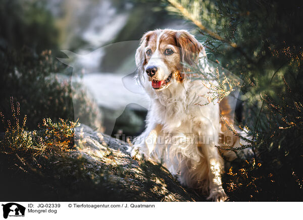 Mischling / Mongrel dog / JQ-02339