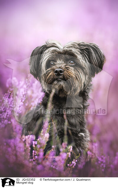 Mischling / Mongrel dog / JQ-02352