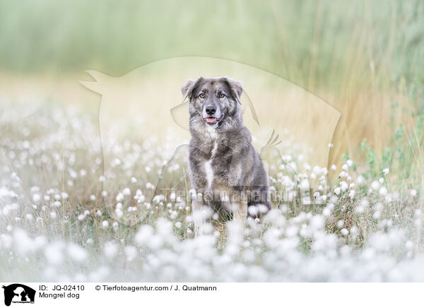 Mischling / Mongrel dog / JQ-02410