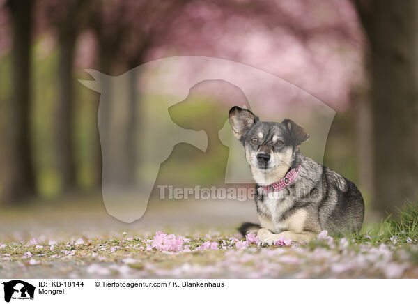 Mischling / Mongrel / KB-18144