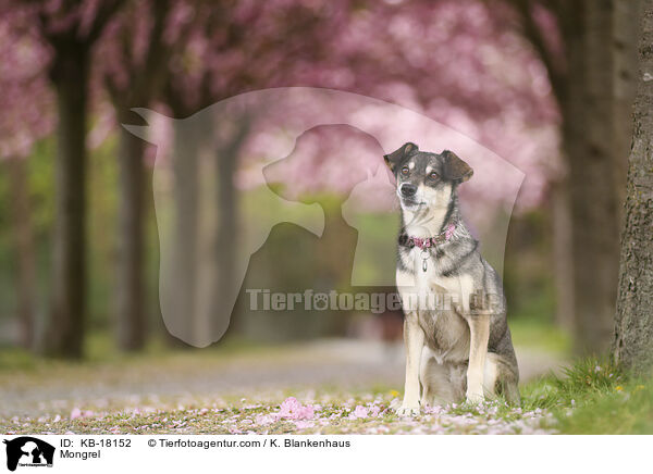 Mischling / Mongrel / KB-18152
