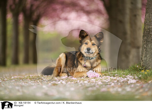 Mischling / Mongrel / KB-18154