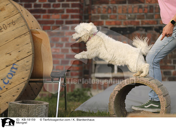 Mischling / Mongrel / KB-18159