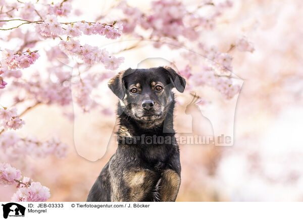 Mischling / Mongrel / JEB-03333