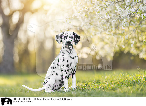 junger Dalmatiner / young Dalmatian / JEB-03336