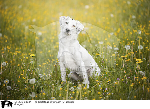Mischling / Mongrel / JEB-03381
