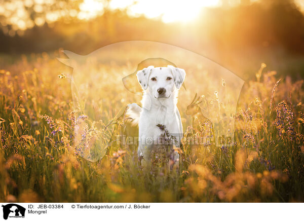 Mischling / Mongrel / JEB-03384