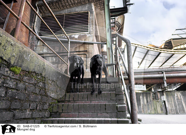 Mischling / Mongrel dog / SAB-01225