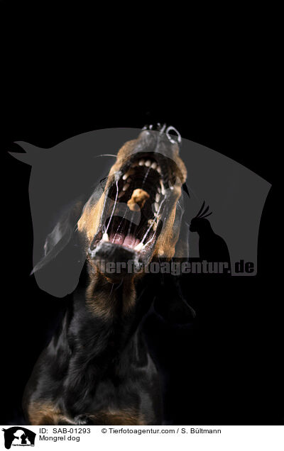 Mischling / Mongrel dog / SAB-01293