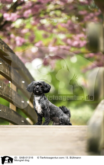 Mischling / Mongrel dog / SAB-01316