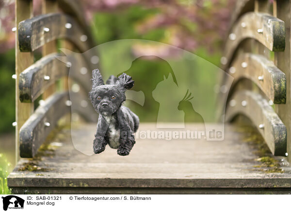 Mischling / Mongrel dog / SAB-01321