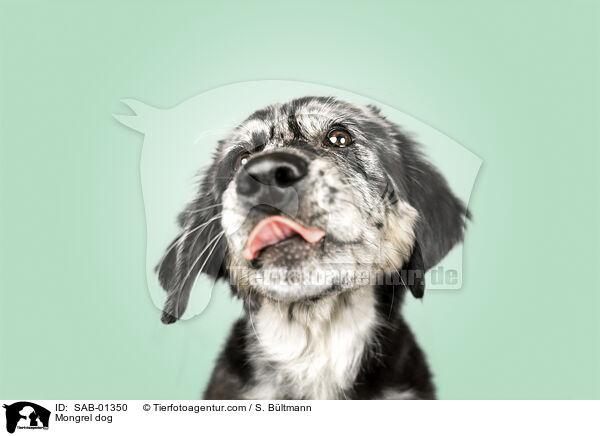 Mischling / Mongrel dog / SAB-01350