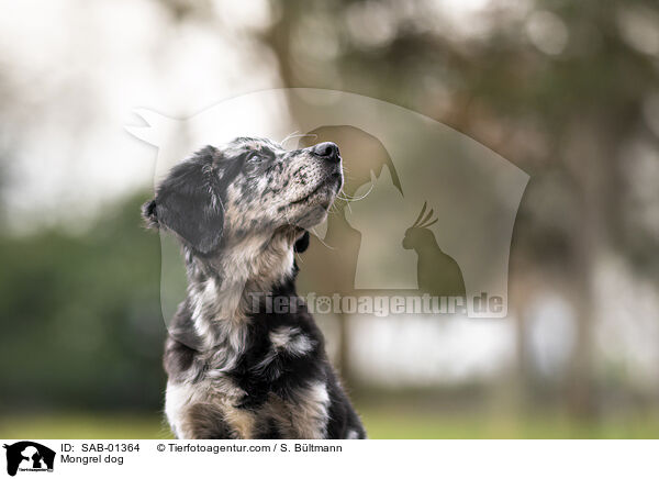 Mongrel dog / SAB-01364