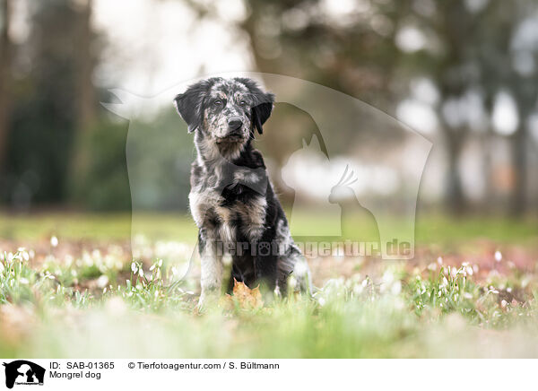 Mischling / Mongrel dog / SAB-01365