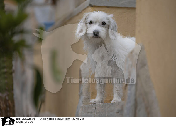 Mischling / Mongrel dog / JM-22876