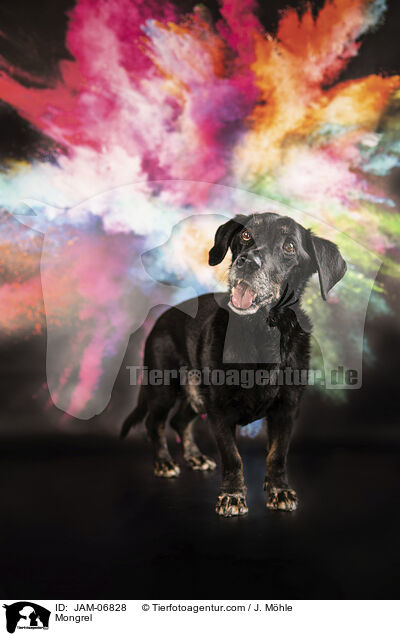 Mischling / Mongrel / JAM-06828