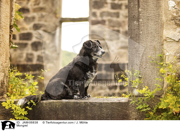 Mischling / Mongrel / JAM-06838