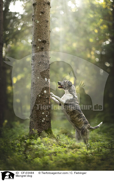 Mischling / Mongrel dog / CF-03484