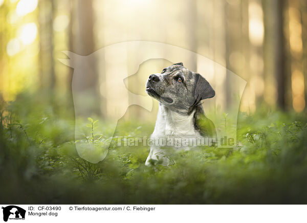 Mischling / Mongrel dog / CF-03490