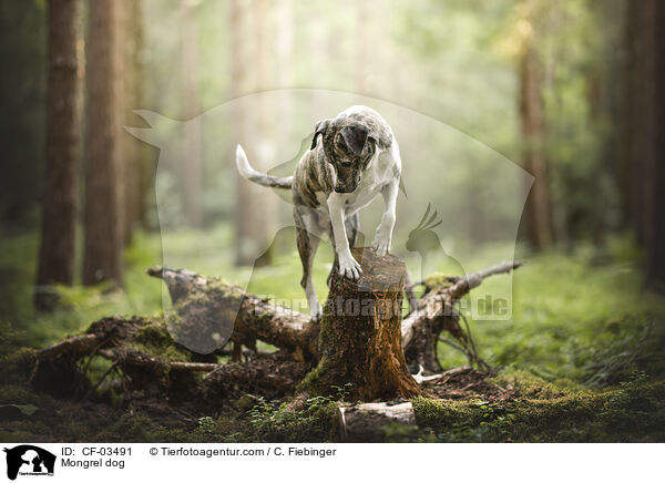 Mischling / Mongrel dog / CF-03491