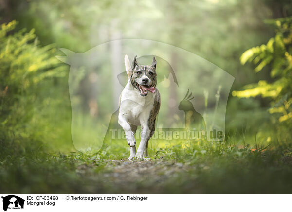 Mischling / Mongrel dog / CF-03498