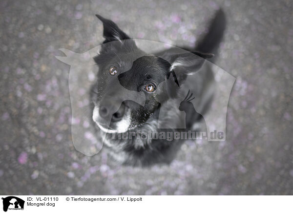 Mischling / Mongrel dog / VL-01110