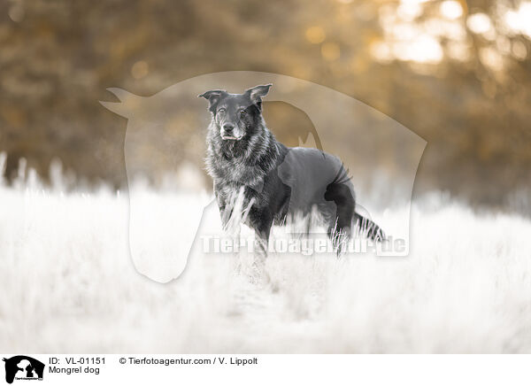 Mischling / Mongrel dog / VL-01151