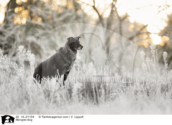 Mischling / Mongrel dog / VL-01154