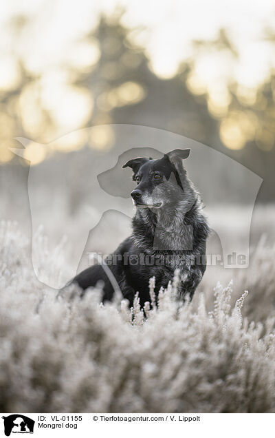 Mischling / Mongrel dog / VL-01155