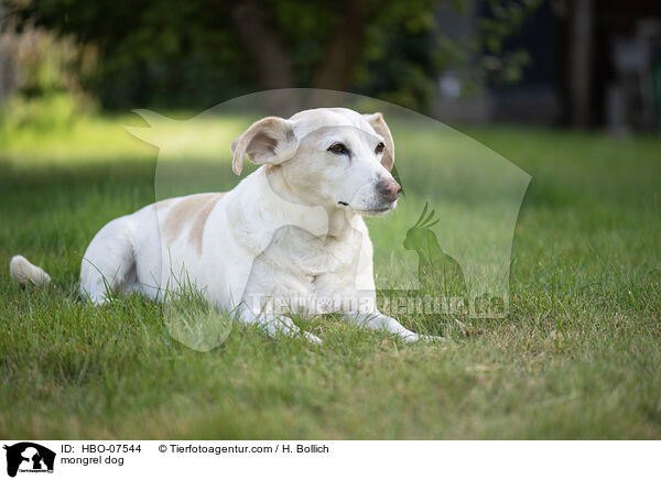 Mischlingshund / mongrel dog / HBO-07544