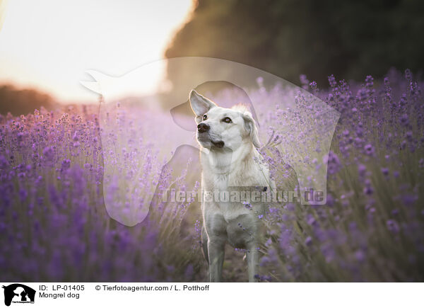 Mischling / Mongrel dog / LP-01405