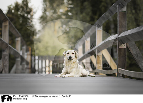Mischling / Mongrel dog / LP-01506
