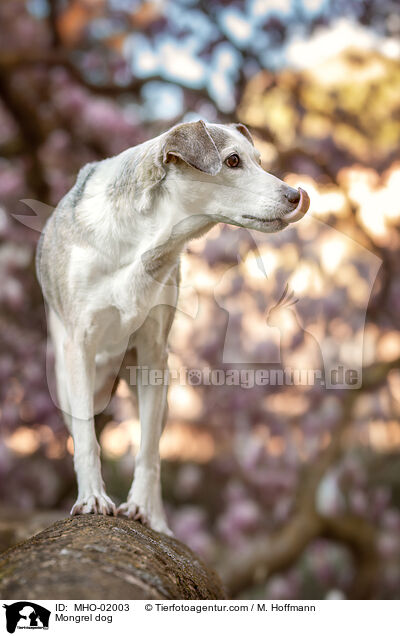 Mischling / Mongrel dog / MHO-02003