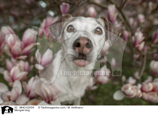 Mischling / Mongrel dog / MHO-02004