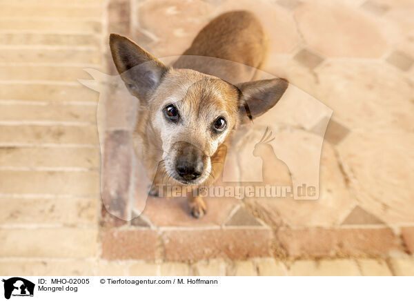 Mischling / Mongrel dog / MHO-02005