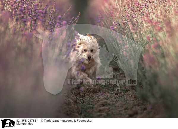 Mischling / Mongrel dog / IFE-01788