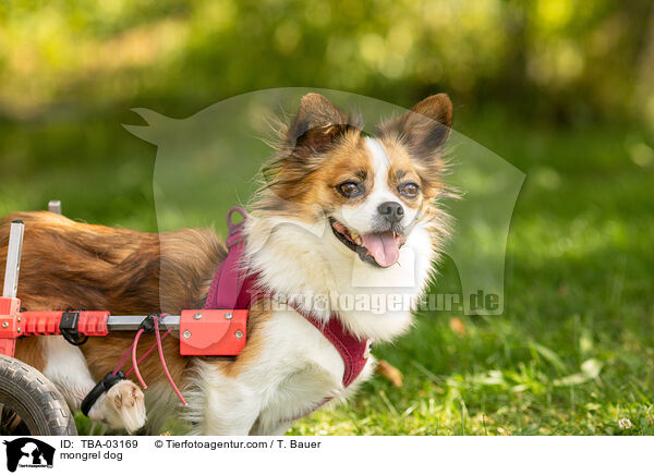 Mischling / mongrel dog / TBA-03169