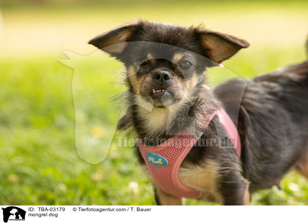 Mischling / mongrel dog / TBA-03179