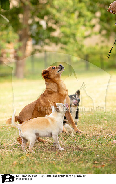 Mischling / mongrel dog / TBA-03180