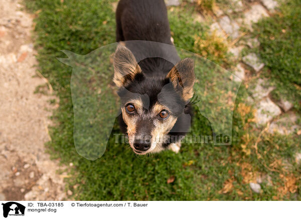 Mischling / mongrel dog / TBA-03185