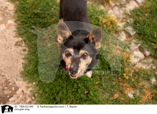 Mischling / mongrel dog / TBA-03186