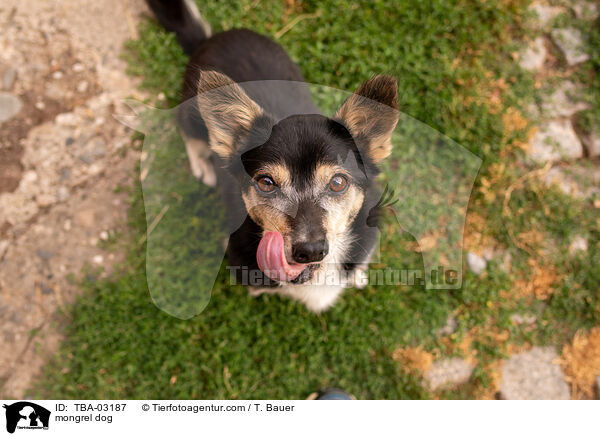 Mischling / mongrel dog / TBA-03187