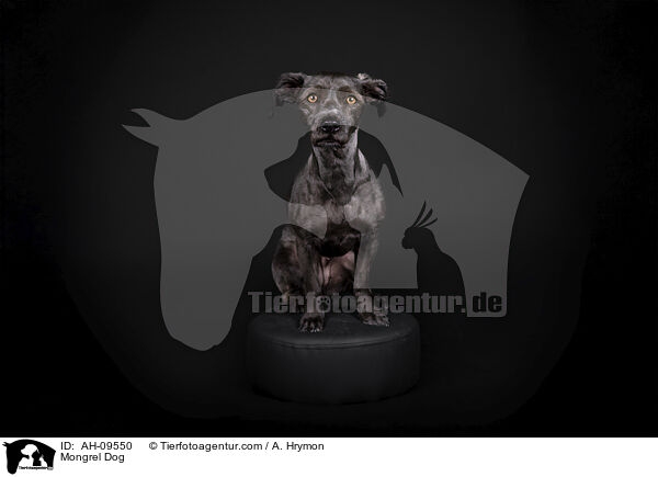 Mischling / Mongrel Dog / AH-09550