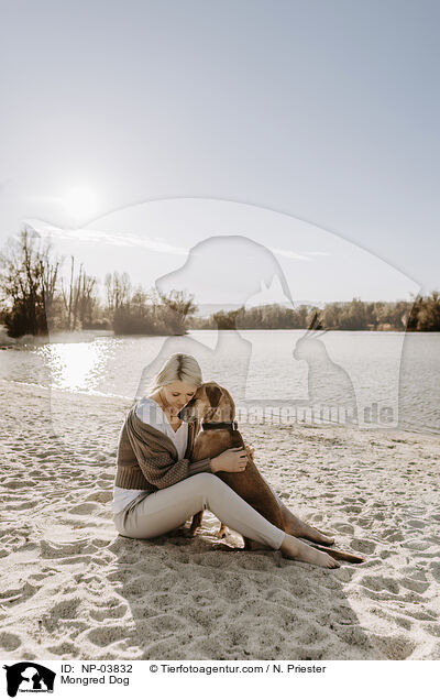 Mischling / Mongred Dog / NP-03832
