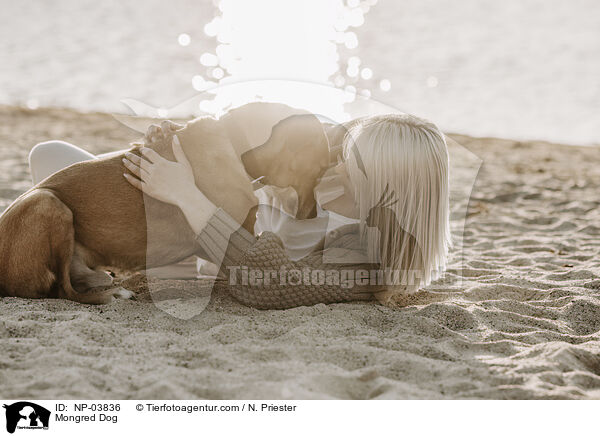 Mischling / Mongred Dog / NP-03836