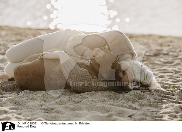 Mischling / Mongred Dog / NP-03837