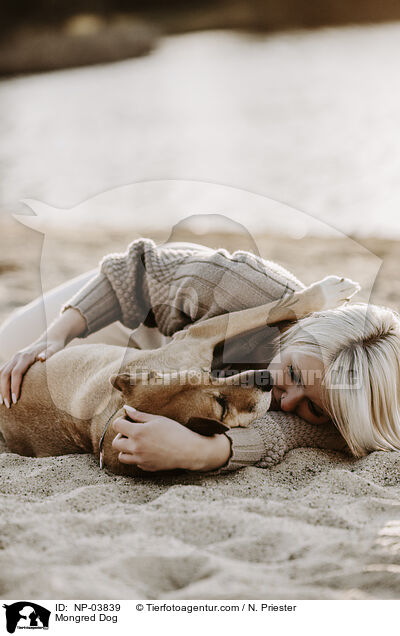 Mischling / Mongred Dog / NP-03839