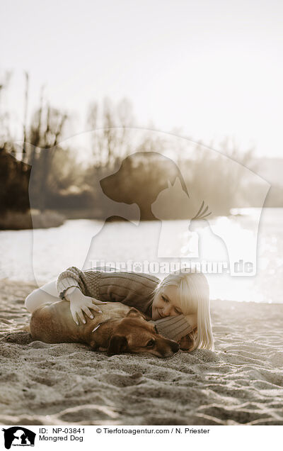 Mischling / Mongred Dog / NP-03841