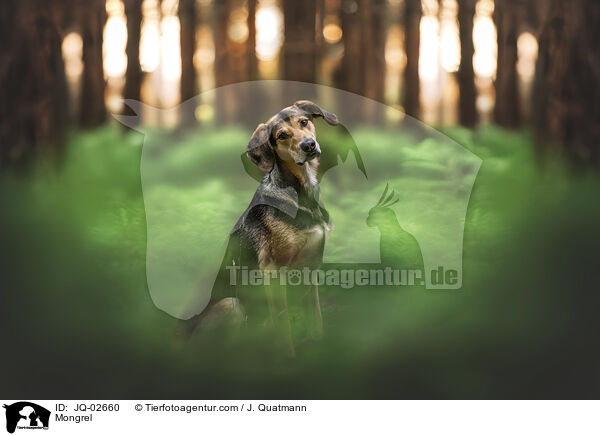 Mischling / Mongrel / JQ-02660