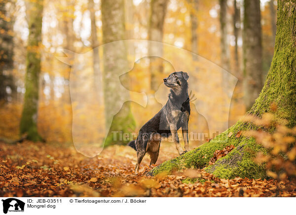 Mischling / Mongrel dog / JEB-03511